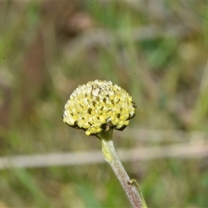 Craspedia variabilis at Throsby, ACT - suppressed