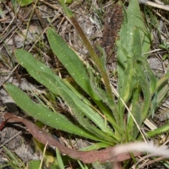 Craspedia variabilis at Throsby, ACT - suppressed