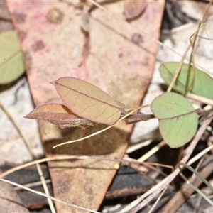 Bossiaea prostrata at Throsby, ACT - 14 Sep 2024 03:17 PM