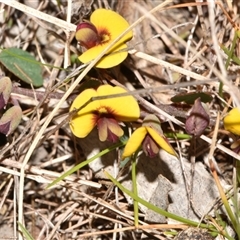 Bossiaea prostrata at Throsby, ACT - 14 Sep 2024 03:17 PM