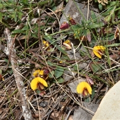 Bossiaea prostrata at Throsby, ACT - 14 Sep 2024