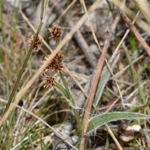 Luzula meridionalis at Throsby, ACT - 14 Sep 2024