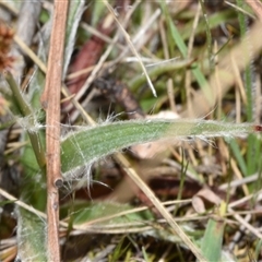 Luzula meridionalis at Throsby, ACT - 14 Sep 2024