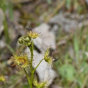 Drosera gunniana at Throsby, ACT - 14 Sep 2024 03:11 PM