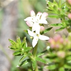 Asperula conferta (Common Woodruff) at Throsby, ACT - 14 Sep 2024 by Venture