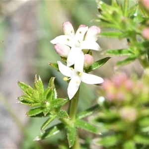 Asperula conferta at Throsby, ACT - 14 Sep 2024