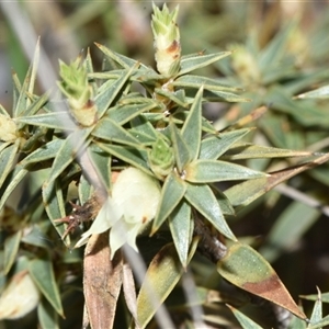 Melichrus urceolatus at Throsby, ACT - 14 Sep 2024