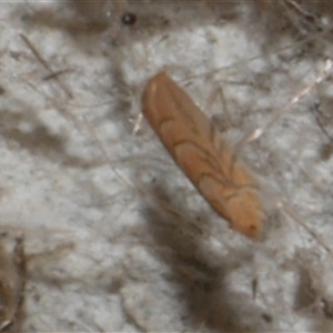 Phyllonorycter messaniella at Freshwater Creek, VIC - 23 May 2021