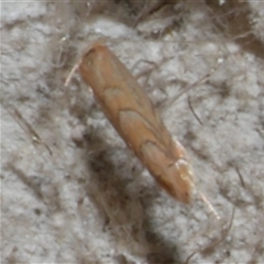 Phyllonorycter messaniella at Freshwater Creek, VIC - 23 May 2021