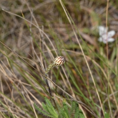 Leptorhynchos squamatus subsp. squamatus (Scaly Buttons) at Throsby, ACT - 14 Sep 2024 by Venture