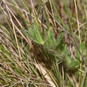 Leptorhynchos squamatus subsp. squamatus at Throsby, ACT - 14 Sep 2024 03:04 PM