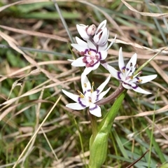 Wurmbea dioica subsp. dioica at Throsby, ACT - 14 Sep 2024