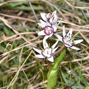 Wurmbea dioica subsp. dioica at Throsby, ACT - 14 Sep 2024