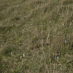 Wurmbea dioica subsp. dioica at Throsby, ACT - 14 Sep 2024