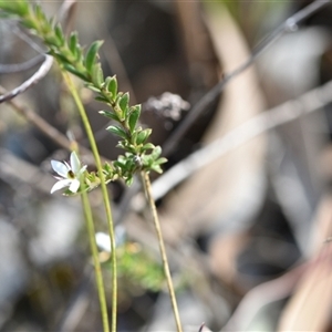 Rhytidosporum procumbens at Yarralumla, ACT - 18 Sep 2024