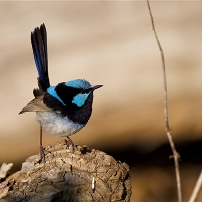 Malurus cyaneus (Superb Fairywren) at Ainslie, ACT - 18 Sep 2024 by jb2602