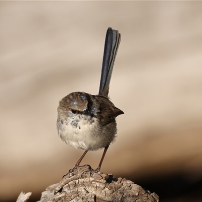 Malurus cyaneus (Superb Fairywren) at Ainslie, ACT - 18 Sep 2024 by jb2602