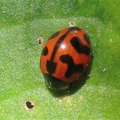 Coccinella transversalis (Transverse Ladybird) at Parkes, ACT - 20 Sep 2024 by RobParnell