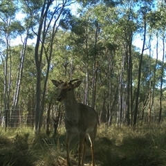 Cervus sp. (genus) (A deer) at Gundaroo, NSW - 3 Aug 2024 by Gunyijan