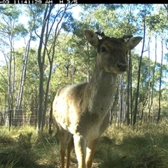 Cervus sp. (genus) at Gundaroo, NSW - 3 Aug 2024 11:41 AM