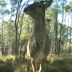 Cervus sp. (genus) at Gundaroo, NSW - 3 Aug 2024 11:41 AM