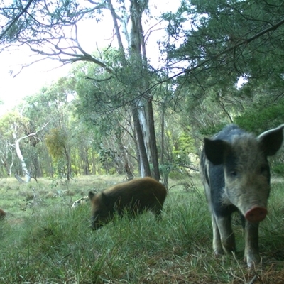 Sus scrofa (Feral Pig) at Gundaroo, NSW - 5 Aug 2024 by Gunyijan