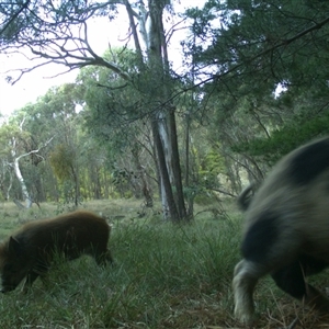 Sus scrofa at Gundaroo, NSW - suppressed