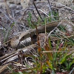 Pseudonaja textilis (Eastern Brown Snake) at Lawson, ACT - 20 Sep 2024 by TimL