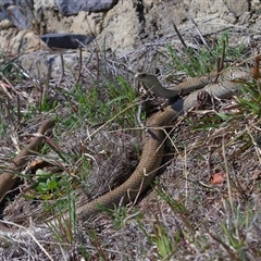 Pseudonaja textilis at Lawson, ACT - 20 Sep 2024 03:17 PM