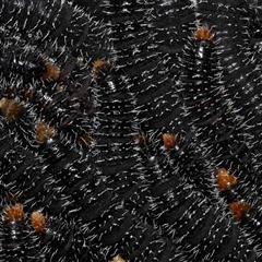 Perginae sp. (subfamily) (Unidentified pergine sawfly) at Yarralumla, ACT - 27 Aug 2024 by TimL