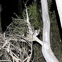 Pseudocheirus peregrinus (Common Ringtail Possum) at Acton, ACT - 19 Sep 2024 by JimL