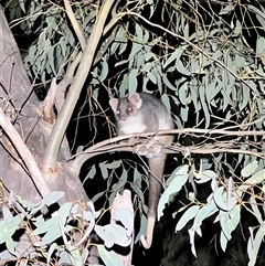 Pseudocheirus peregrinus (Common Ringtail Possum) at Acton, ACT - 19 Sep 2024 by JimL