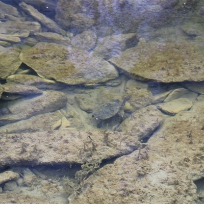 Chelodina longicollis (Eastern Long-necked Turtle) at Tharwa, ACT - 20 Sep 2024 by ChrisHolder