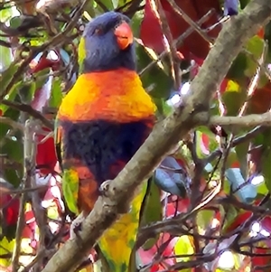 Trichoglossus moluccanus at Hawker, ACT - 18 Sep 2024