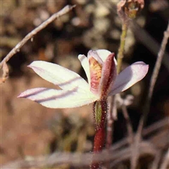 Caladenia fuscata (Dusky Fingers) at Gundaroo, NSW - 20 Sep 2024 by ConBoekel