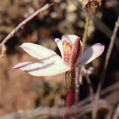 Caladenia fuscata (Dusky Fingers) at Gundaroo, NSW - 20 Sep 2024 by ConBoekel