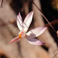 Caladenia fuscata at Gundaroo, NSW - 20 Sep 2024