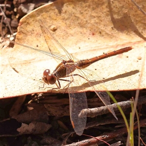 Diplacodes bipunctata at Gundaroo, NSW - 20 Sep 2024 10:17 AM