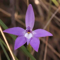 Glossodia major (Wax Lip Orchid) at Gundaroo, NSW - 20 Sep 2024 by ConBoekel