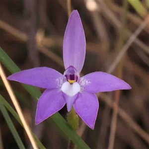 Glossodia major at Gundaroo, NSW - suppressed