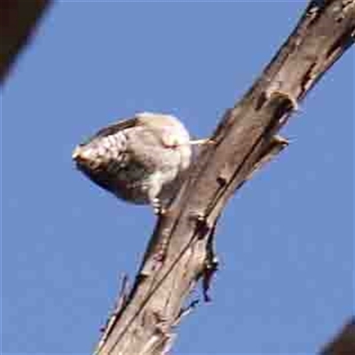 Daphoenositta chrysoptera (Varied Sittella) at Gundaroo, NSW - 20 Sep 2024 by ConBoekel