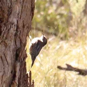 Cormobates leucophaea at Gundaroo, NSW - 20 Sep 2024 10:21 AM