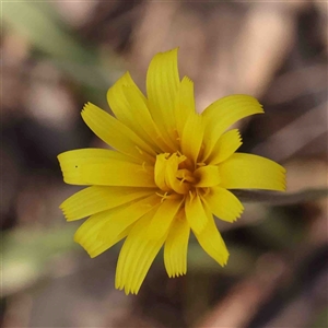 Microseris walteri at Gundaroo, NSW - 20 Sep 2024