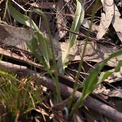 Microseris walteri at Gundaroo, NSW - 20 Sep 2024