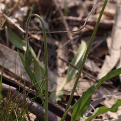 Microseris walteri at Gundaroo, NSW - 20 Sep 2024