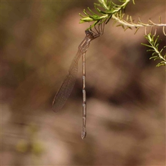 Austrolestes leda (Wandering Ringtail) at Gundaroo, NSW - 20 Sep 2024 by ConBoekel