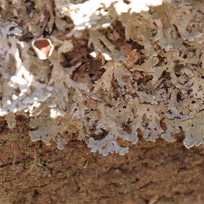 Flavoparmelia sp. (Flavoparmelia Lichen) at Gundaroo, NSW - 20 Sep 2024 by ConBoekel