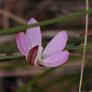 Caladenia fuscata at Gundaroo, NSW - 20 Sep 2024