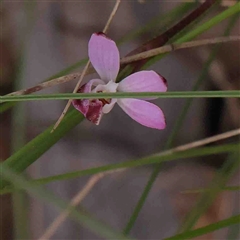 Caladenia fuscata at Gundaroo, NSW - 20 Sep 2024