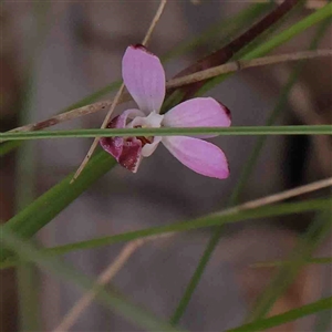 Caladenia fuscata at Gundaroo, NSW - 20 Sep 2024